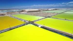 Consulta indígena confirma acuerdo Codelco-SQM