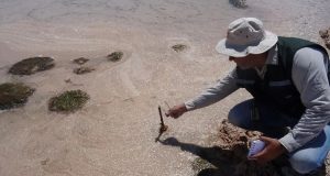 Tribunal Ambiental admite reclamación de Albemarle contra la SMA