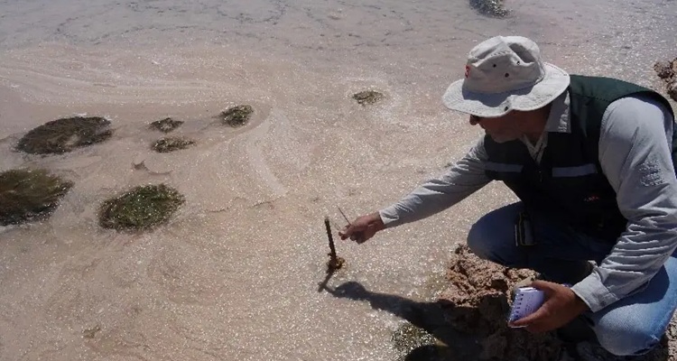Tribunal Ambiental admite reclamación de Albemarle contra la SMA